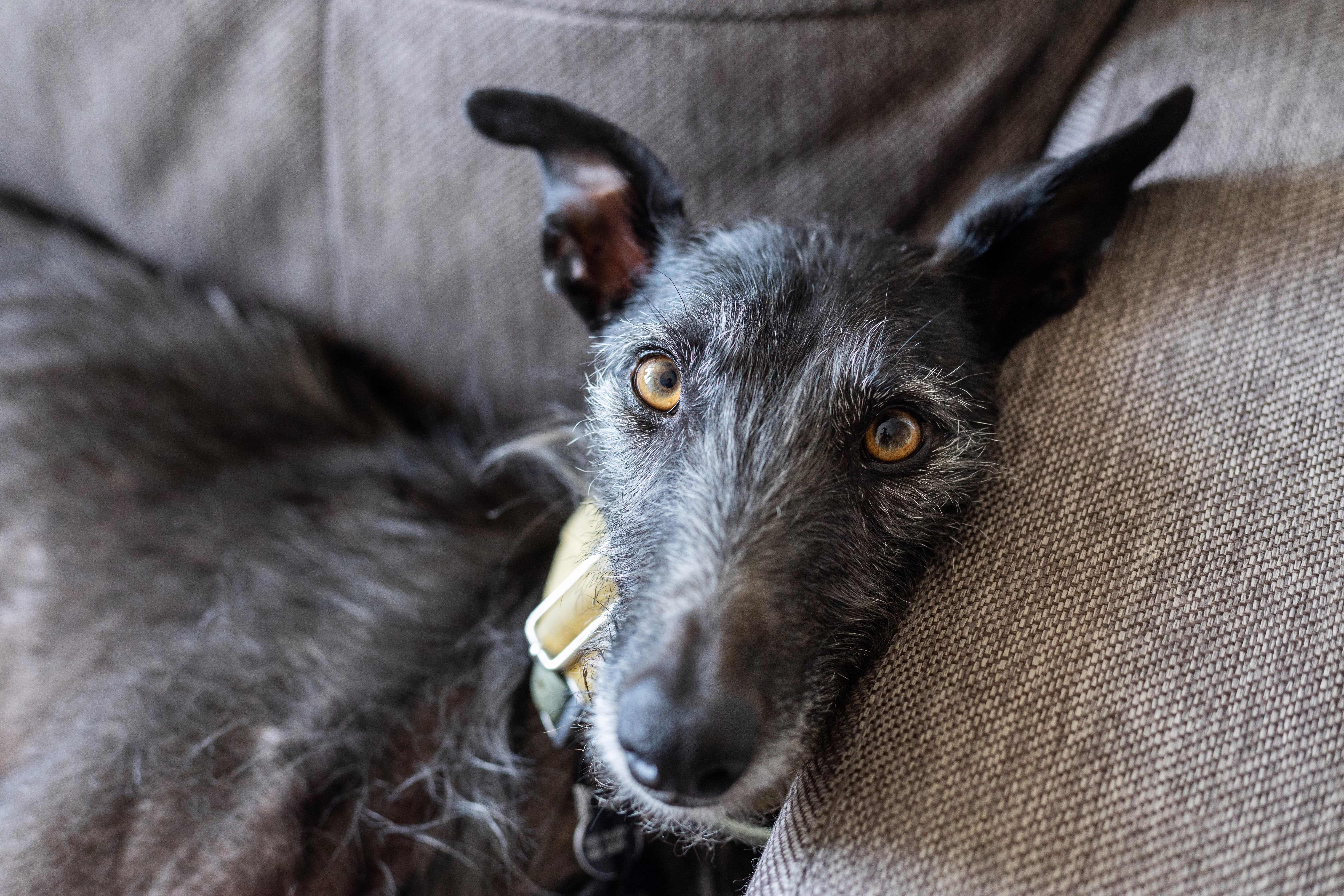 Greyhound napping on a couch.