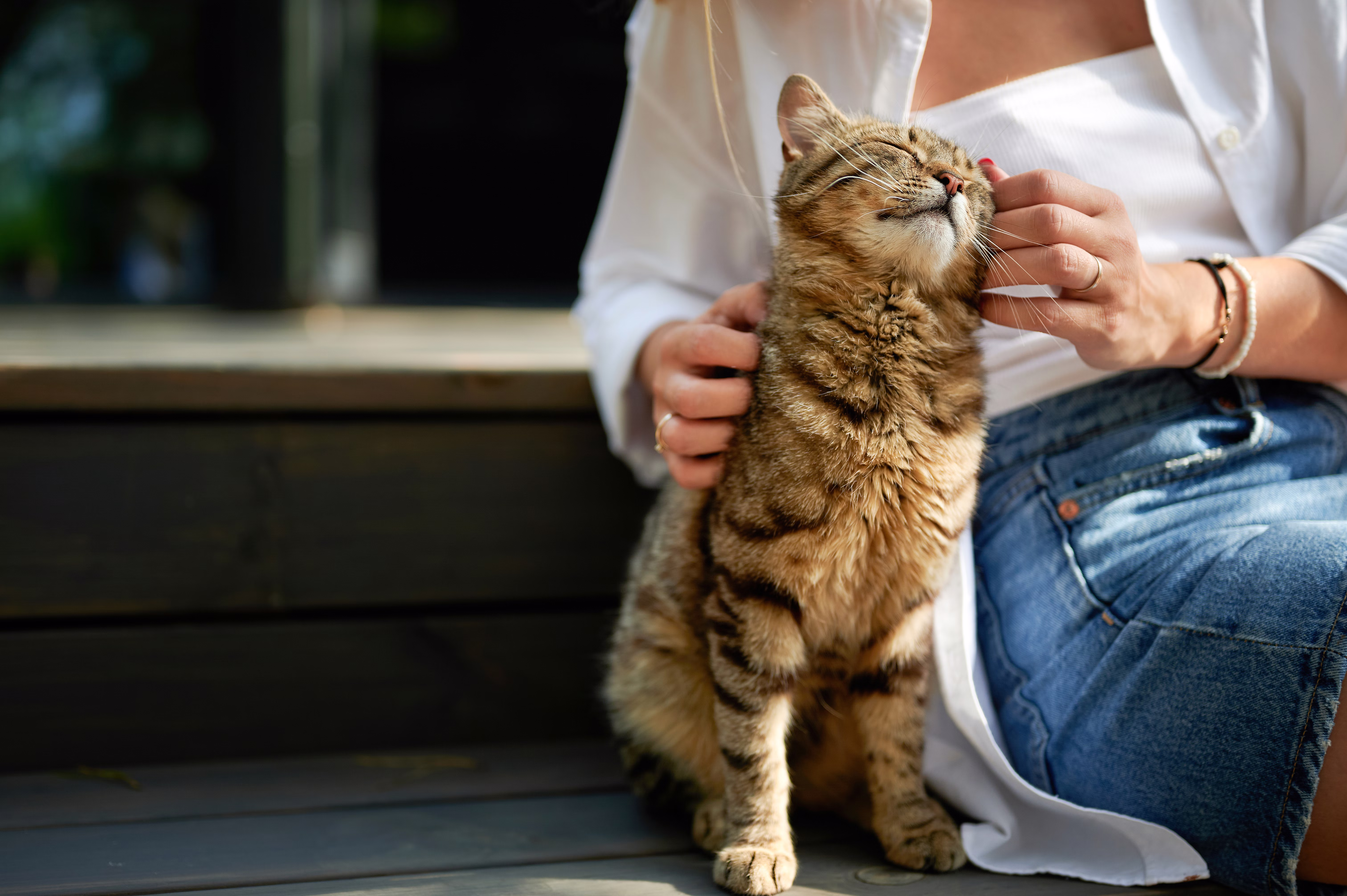 Cat sitting next to a woman and getting petted.