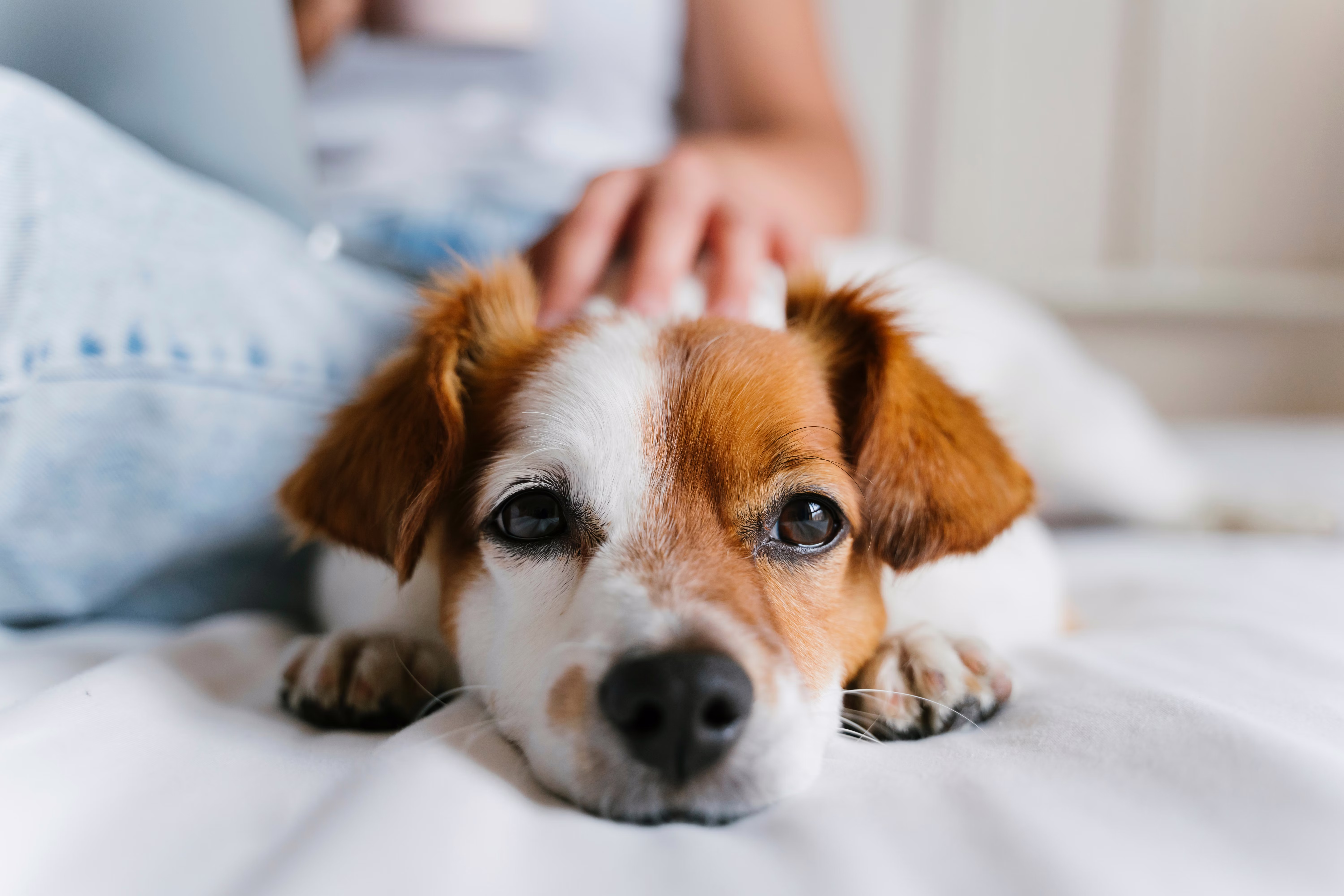 Cute red and white dog lying in bed with a person.