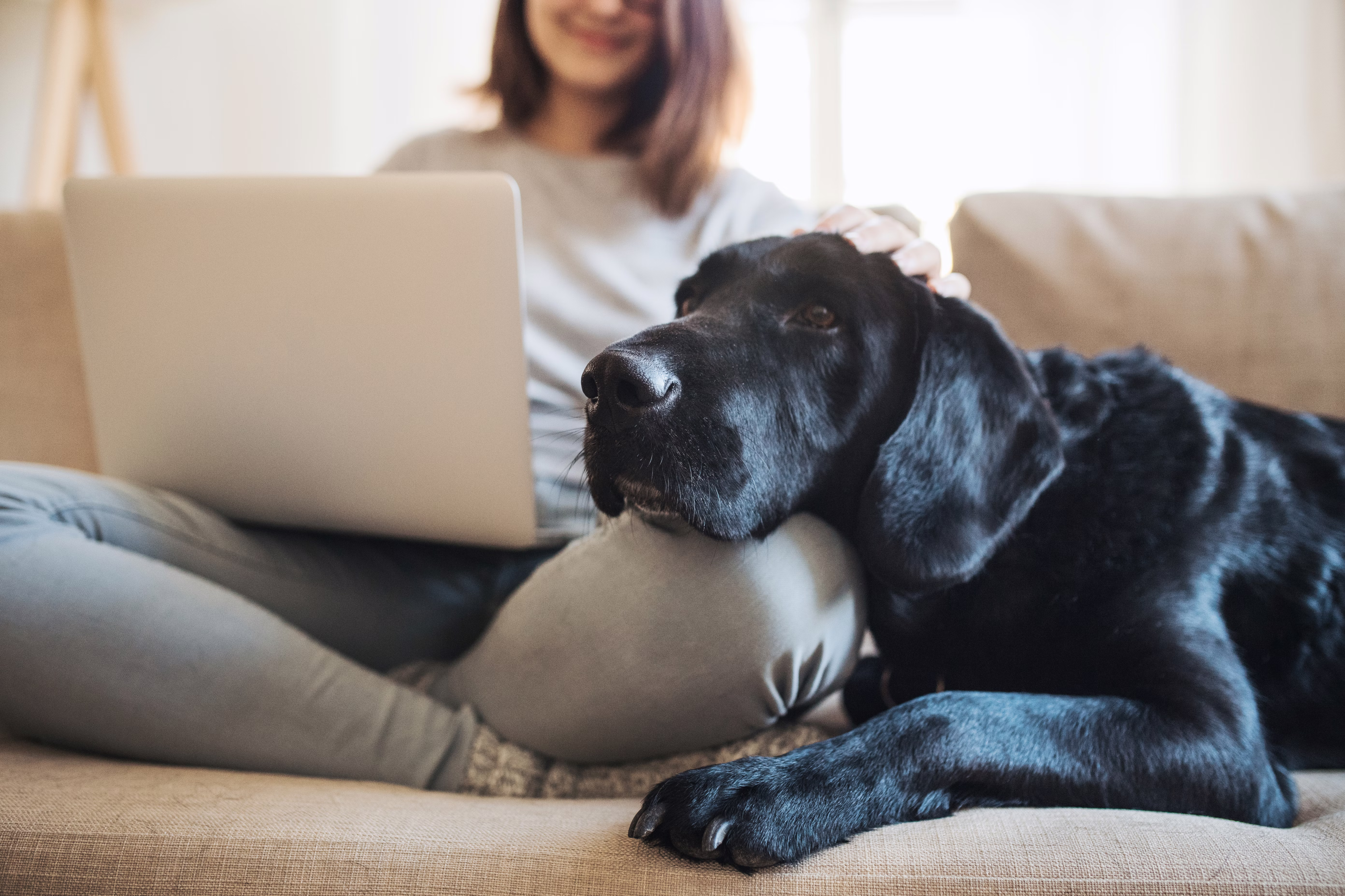 Black dog resting its head on a woman's knee.