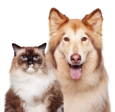 Siberian Husky Mix and Cat looking at camera