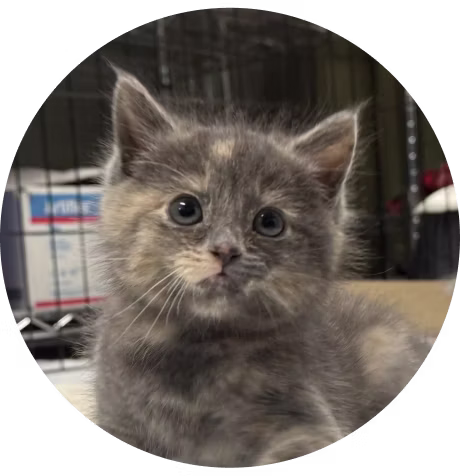 A grey kitten named Cinnabear