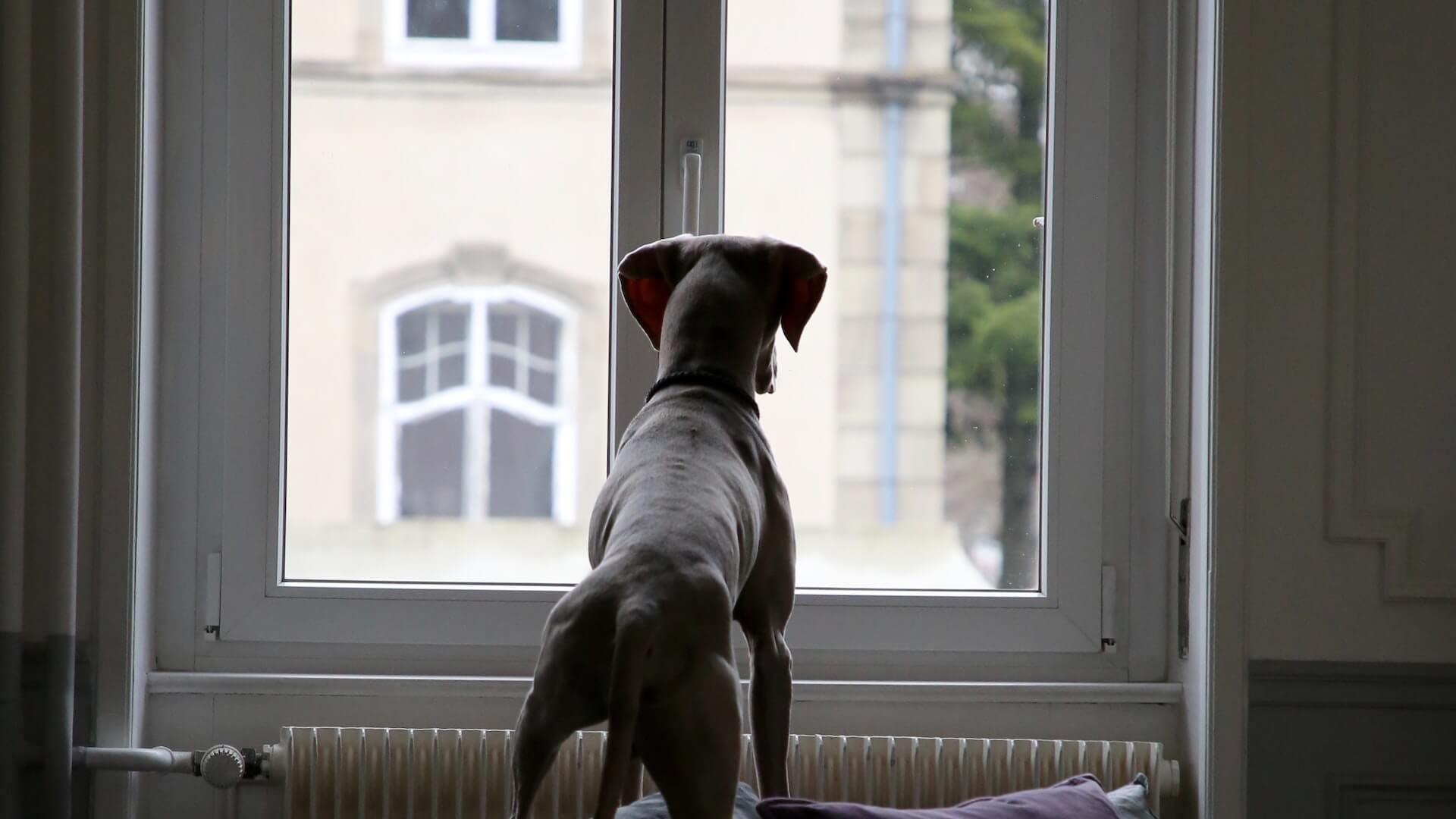 Dog standing on couch to look out of a window
