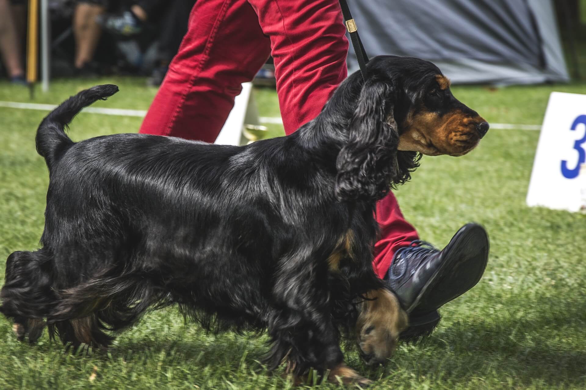 Black dog standing with pet owner