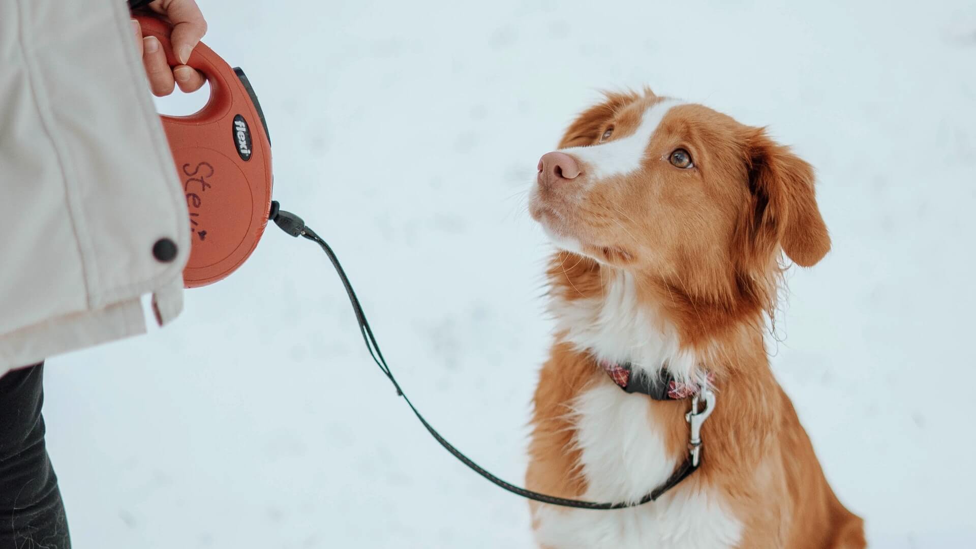 A dog looking at his pet parent