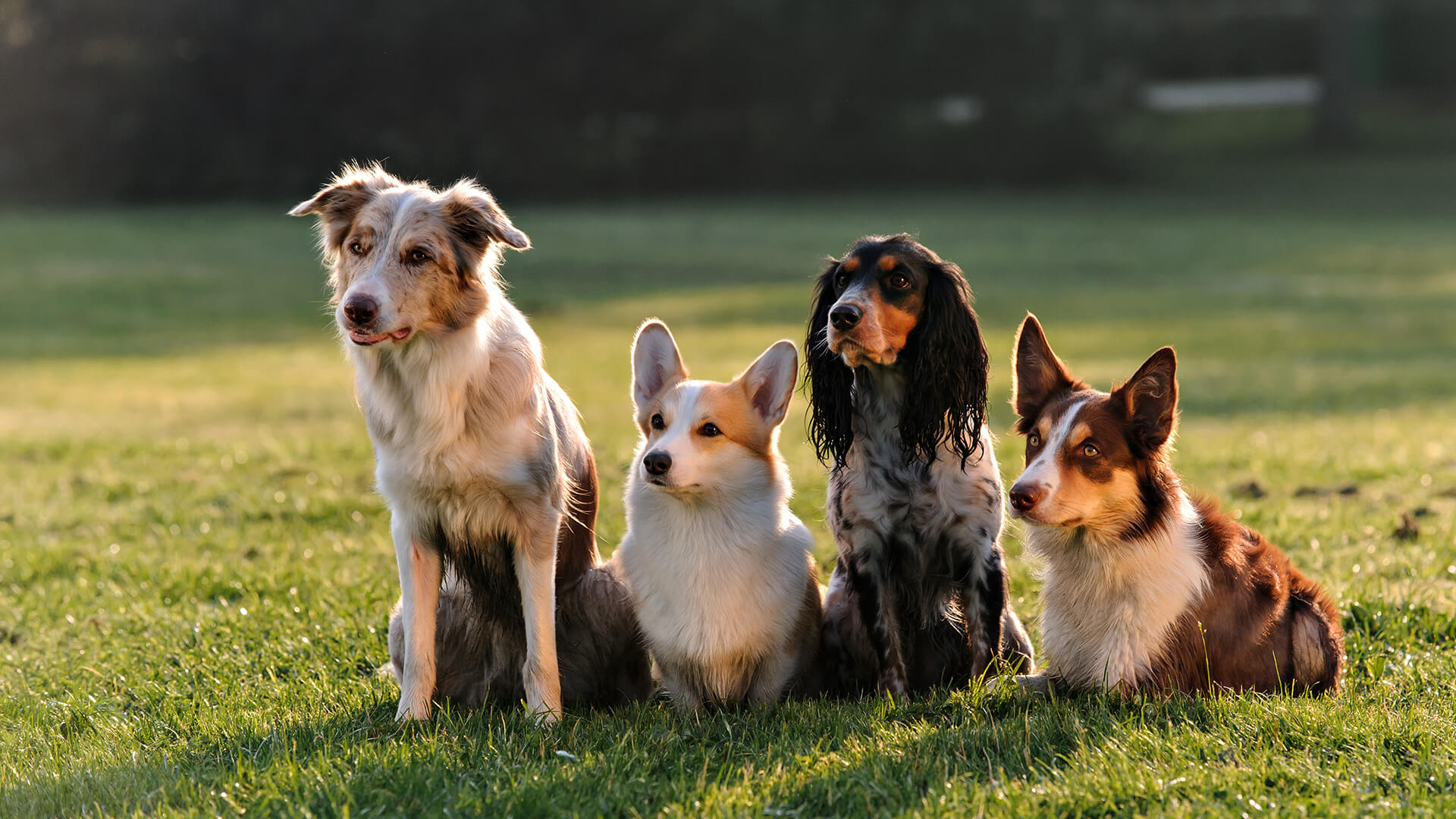 Four dogs sitting on the green grass