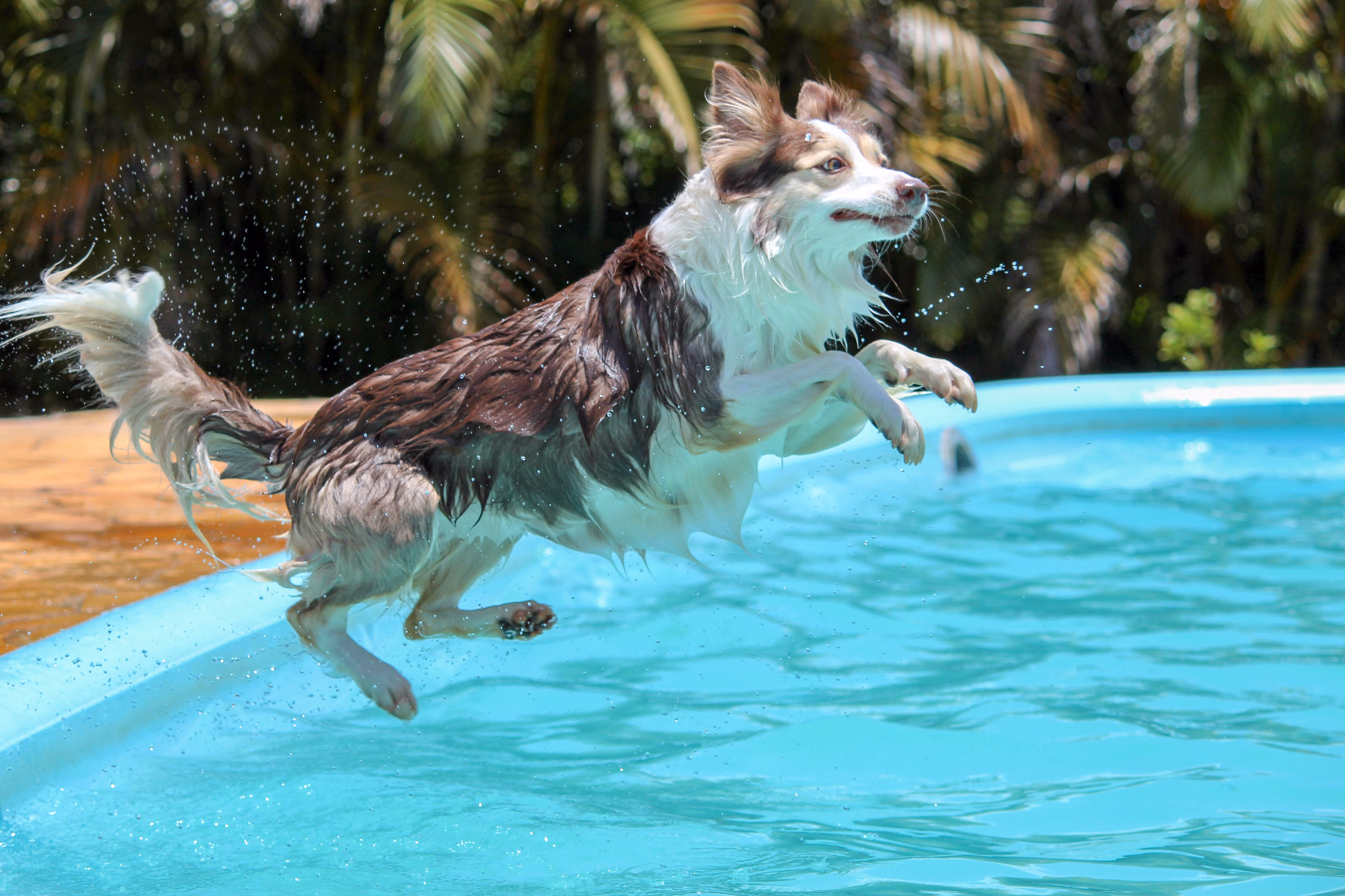 Dog jumping into the pool