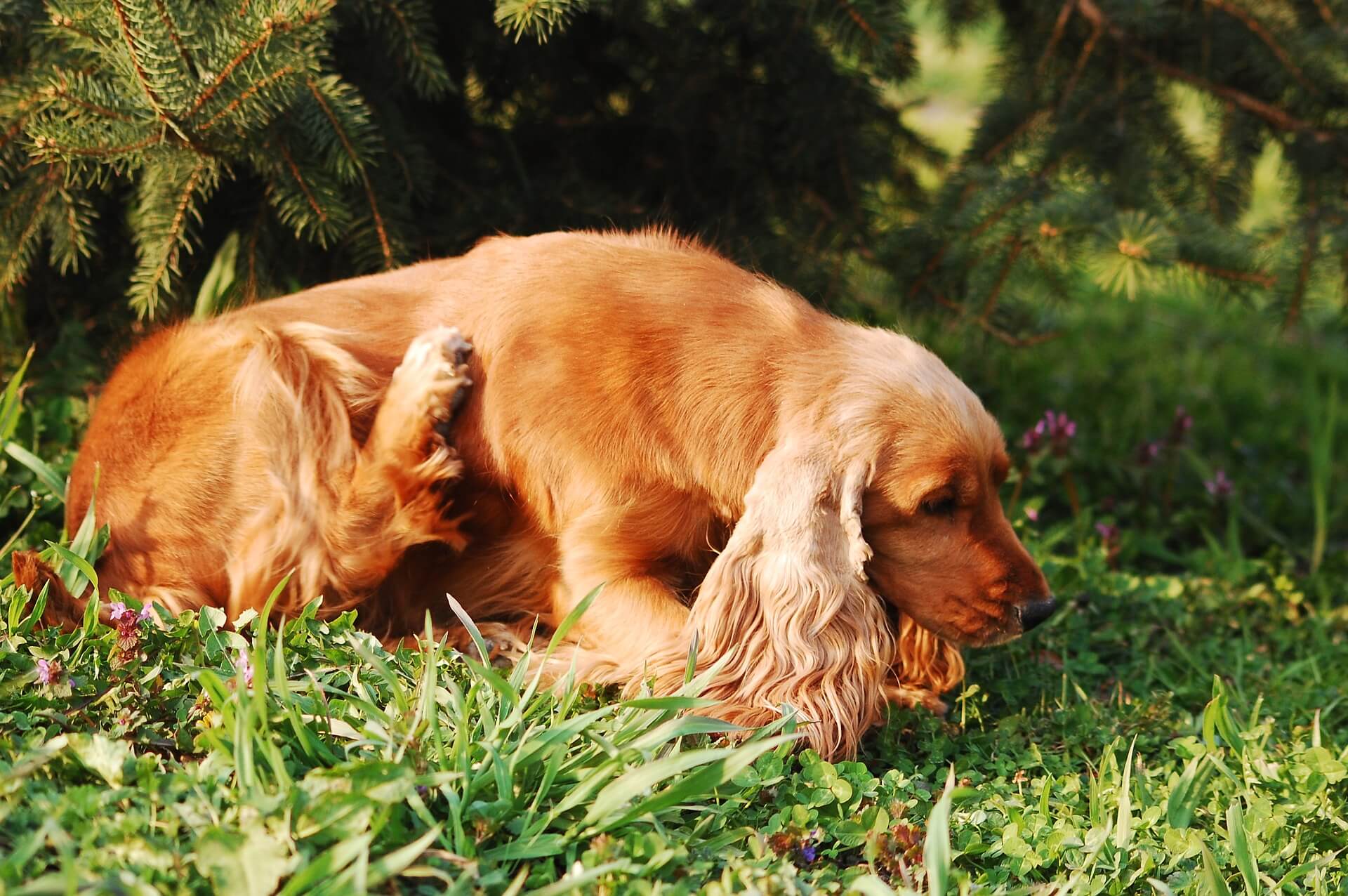 Dog lying down in the green grass