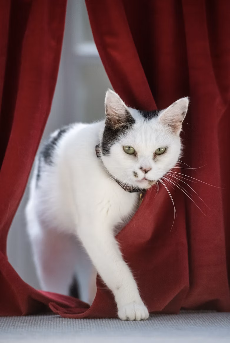 Black and White cat on runway