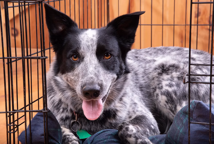 Happy dog sitting in a crate